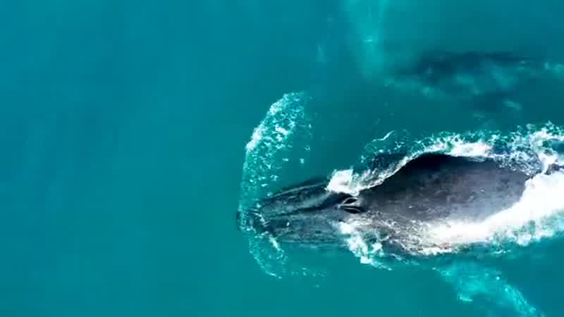 Ballenas jorobadas en Samaná